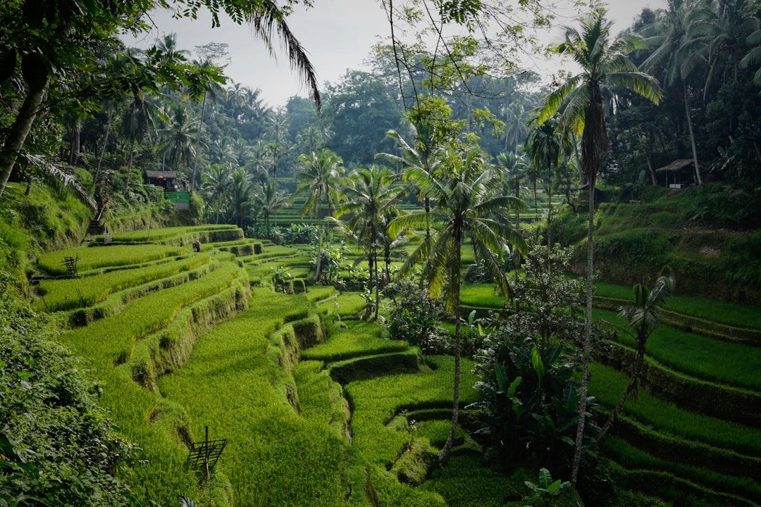 A Month in Bali: The Visa and the Areas That Differ